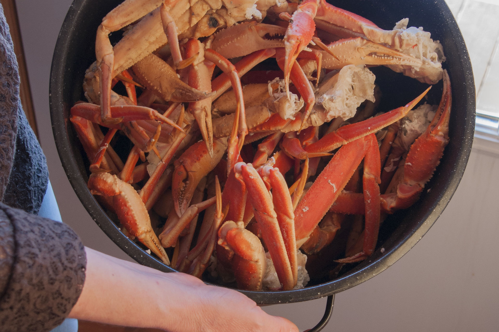 crabe_des_neige 03762