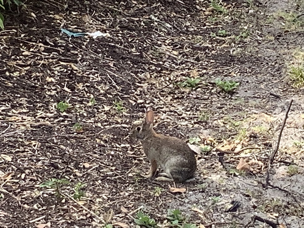 IMG_1778